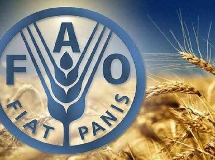 الفاو: 4 ملايين فدان من الأراضى الزراعية فى السودان تأثرت بسبب الفيضانات